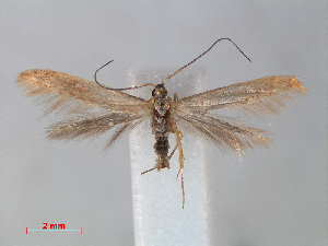  (Coleophora lutipennella - RMNH.INS.541025)  @15 [ ] Unspecified (default): All Rights Reserved  Unspecified Unspecified