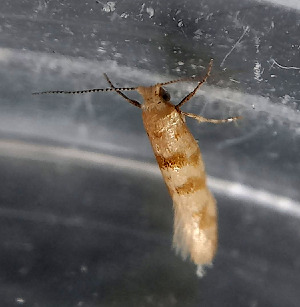  (Argyresthia sabinae - RMNH.INS.31702)  @11 [ ] CreativeCommons - Attribution Share-Alike (2022) Jan Soors Naturalis Biodiversity Center