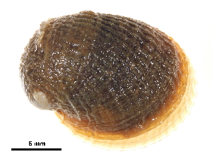  ( - BIOUG14152-A01)  @11 [ ] CreativeCommons - Attribution (2014) CBG Photography Group Centre for Biodiversity Genomics