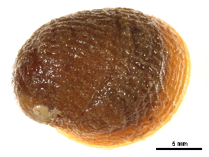  ( - BIOUG14152-A02)  @11 [ ] CreativeCommons - Attribution (2014) CBG Photography Group Centre for Biodiversity Genomics