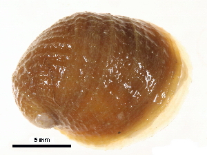  ( - BIOUG14152-A04)  @11 [ ] CreativeCommons - Attribution (2014) CBG Photography Group Centre for Biodiversity Genomics