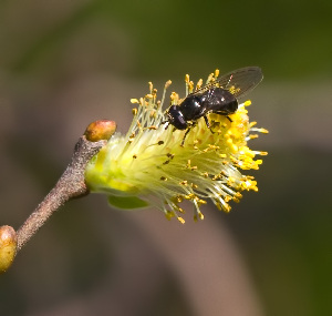  ( - KBE 2019013)  @12 [ ] Copyright (2019) Frank Str&oslash;mmen Unspecified