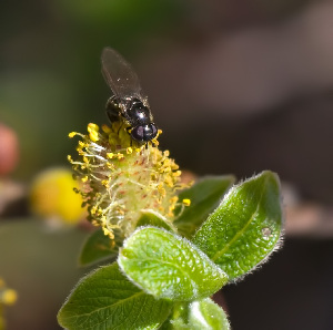  ( - KBE 2019014)  @12 [ ] Copyright (2019) Frank Str&oslash;mmen Unspecified