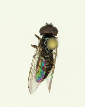  ( - KBE 2019018)  @12 [ ] Creative Commons  Attribution Non-Commercial Share-Alike (2019) Kai Berggren NTNU University Museum, Department of Natural History