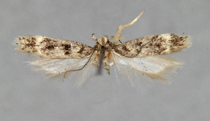  ( - KBE_2023004)  @11 [ ] Creative Commons  Attribution Non-Commercial Share-Alike (2024) Kai Berggren NTNU University Museum, Department of Natural History