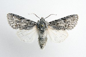  ( - NHMO 2019021)  @13 [ ] Copyright (2019) Leif Aarvik University of Oslo, Natural History Museum