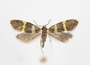  (Lampronia redemitella - RVO 202402)  @11 [ ] Copyright (2024) Reidar Voith Unspecified