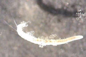  ( - RMNH.5009089)  @11 [ ] CreativeCommons - Attribution Non-Commercial Share-Alike (2018) Unspecified Naturalis Biodiversity Center