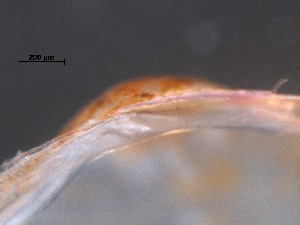  ( - RMNH.5009322)  @11 [ ] CreativeCommons - Attribution Non-Commercial Share-Alike (2018) Unspecified Naturalis Biodiversity Center