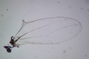  ( - RMNH.5012388)  @11 [ ] CreativeCommons - Attribution Non-Commercial Share-Alike (2018) Unspecified Naturalis Biodiversity Center