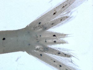  ( - RMNH.5015498)  @11 [ ] CreativeCommons - Attribution Non-Commercial Share-Alike (2018) Unspecified Naturalis Biodiversity Center