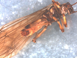  ( - RMNH.INS.546707)  @11 [ ] CreativeCommons - Attribution Non-Commercial Share-Alike (2017) Unspecified Naturalis Biodiversity Center