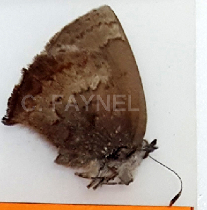  ( - CF-LYC-1214)  @11 [ ] by-nc-sa (2021) C. FAYNEL MNHN, Paris