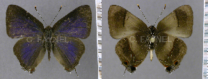  (Gigantorubra - CF-LYC-1274)  @11 [ ] by-nc-sa (2021) C. FAYNEL MNHN, Paris