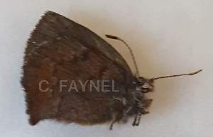  ( - CF-LYC-1512)  @11 [ ] by-nc-sa (2021) C. FAYNEL MNHN, Paris