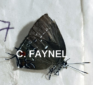  ( - CF-LYC-1825)  @11 [ ] by-nc-sa (2022) C. FAYNEL MNHN, Paris