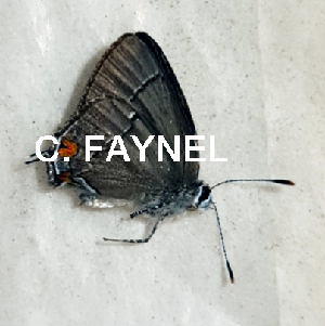  ( - CF-LYC-1832)  @11 [ ] by-nc-sa (2022) C. FAYNEL MNHN, Paris