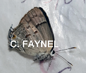  ( - CF-LYC-1840)  @11 [ ] by-nc-sa (2022) C. FAYNEL MNHN, Paris