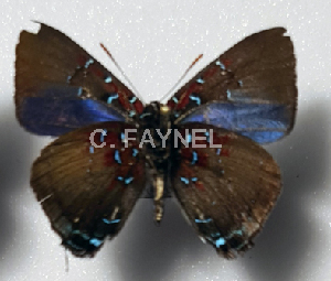  ( - CF-LYC-1895)  @11 [ ] by-nc-sa (2022) C. FAYNEL MNHN, Paris