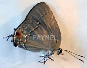  ( - CF-LYC-1932)  @11 [ ] by-nc-sa (2023) C. FAYNEL MNHN, Paris