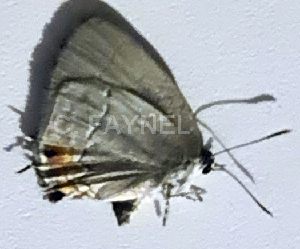  ( - CF-LYC-1942)  @11 [ ] by-nc-sa (2023) C. FAYNEL MNHN, Paris