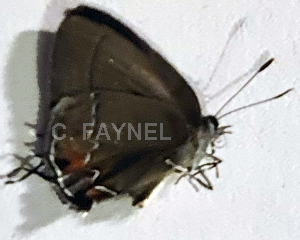  ( - CF-LYC-1951)  @11 [ ] by-nc-sa (2023) C. FAYNEL MNHN, Paris