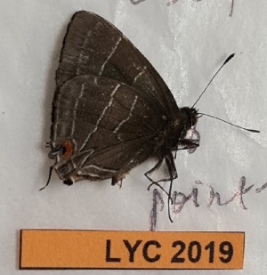  (Lamprospilus bicolor - CF-LYC-2019)  @11 [ ] by-nc-sa (2023) MNHN MNHN, Paris