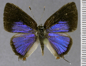  ( - CF-LYC-2112)  @11 [ ] by-nc-sa (2025) MNHN MNHN, Paris