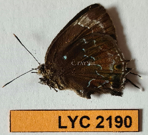  ( - CF-LYC-2190)  @11 [ ] by-nc-sa (2025) MNHN MNHN, Paris