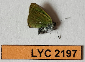  ( - CF-LYC-2197)  @11 [ ] by-nc-sa (2025) MNHN MNHN, Paris