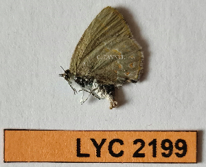  ( - CF-LYC-2199)  @11 [ ] by-nc-sa (2025) MNHN MNHN, Paris