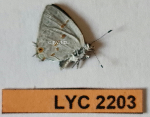  ( - CF-LYC-2203)  @11 [ ] by-nc-sa (2025) MNHN MNHN, Paris