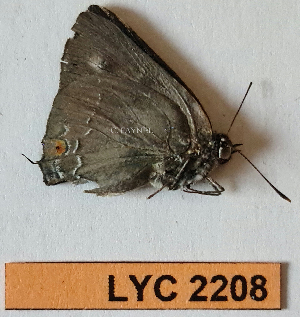  ( - CF-LYC-2208)  @11 [ ] by-nc-sa (2025) MNHN MNHN, Paris