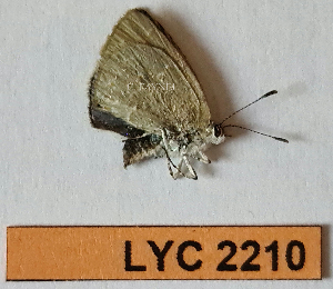  ( - CF-LYC-2210)  @11 [ ] by-nc-sa (2025) MNHN MNHN, Paris