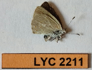  ( - CF-LYC-2211)  @11 [ ] by-nc-sa (2025) MNHN MNHN, Paris