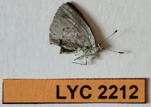  ( - CF-LYC-2212)  @11 [ ] by-nc-sa (2025) MNHN MNHN, Paris