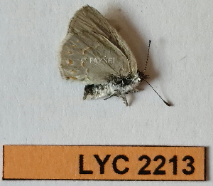  ( - CF-LYC-2213)  @11 [ ] by-nc-sa (2025) MNHN MNHN, Paris