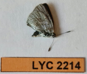  ( - CF-LYC-2214)  @11 [ ] by-nc-sa (2025) MNHN MNHN, Paris