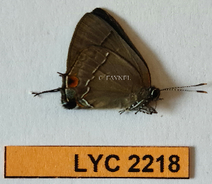  ( - CF-LYC-2218)  @11 [ ] by-nc-sa (2025) MNHN MNHN, Paris