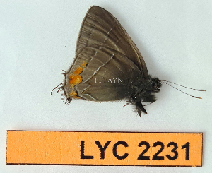  ( - CF-LYC-2231)  @11 [ ] by-nc-sa (2025) MNHN MNHN, Paris