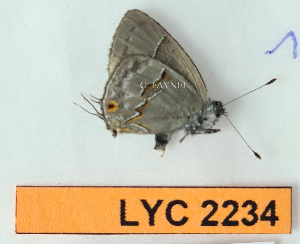  ( - CF-LYC-2234)  @11 [ ] by-nc-sa (2025) MNHN MNHN, Paris