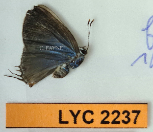  ( - CF-LYC-2237)  @11 [ ] by-nc-sa (2025) MNHN MNHN, Paris