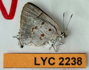  ( - CF-LYC-2238)  @11 [ ] by-nc-sa (2025) MNHN MNHN, Paris