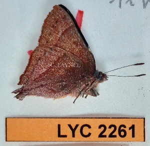  ( - CF-LYC-2261)  @11 [ ] by-nc-sa (2025) MNHN MNHN, Paris