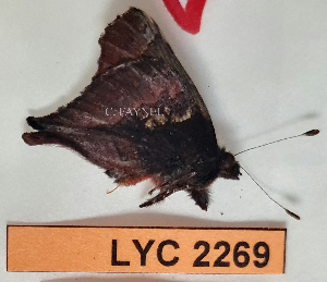  ( - CF-LYC-2269)  @11 [ ] by-nc-sa (2025) MNHN MNHN, Paris