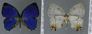  ( - CF-LYC-915)  @12 [ ] CreativeCommons - Attribution Non-Commercial Share-Alike (2018) C. FAYNEL MNHN, Paris