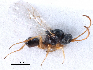  ( - BIOUG27740-A02)  @11 [ ] CreativeCommons - Attribution (2016) CBG Photography Group Centre for Biodiversity Genomics