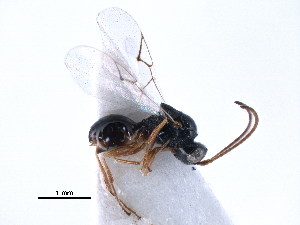  ( - BIOUG27740-A03)  @11 [ ] CreativeCommons - Attribution (2016) CBG Photography Group Centre for Biodiversity Genomics