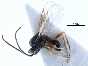 ( - BIOUG27740-B05)  @11 [ ] CreativeCommons - Attribution (2016) CBG Photography Group Centre for Biodiversity Genomics