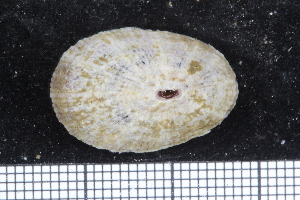  (Fissurella nubecula - NMFD_MOL_026)  @11 [ ] CreativeCommons - Attribution Non-Commercial Share-Alike (2014) A. B. Williams NIOMR
